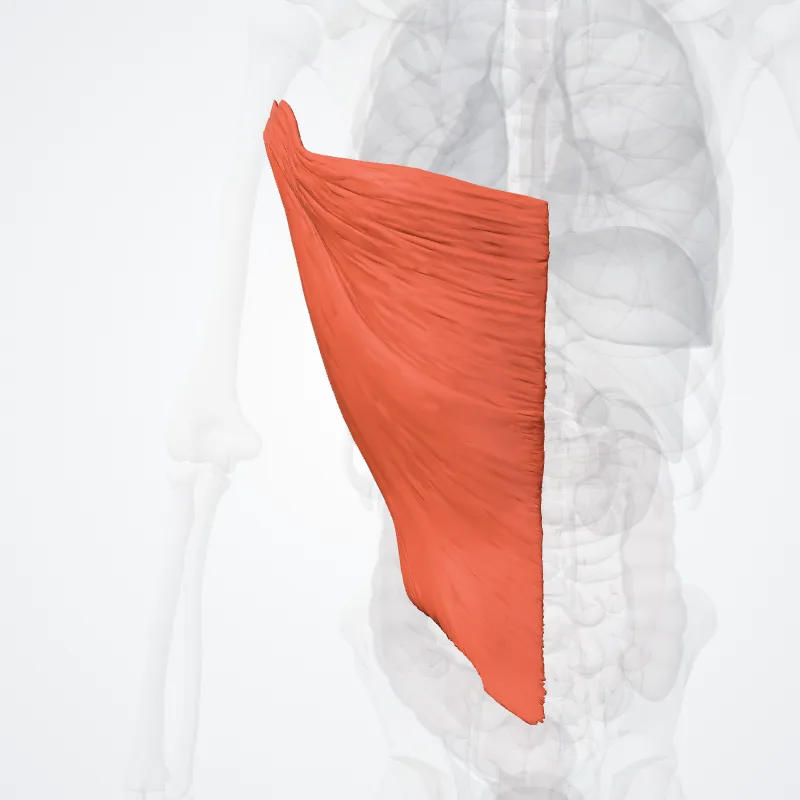 Latissimus dorsi muscle (Musculus latissimus dorsi) highlighted in a 3D model of the human body