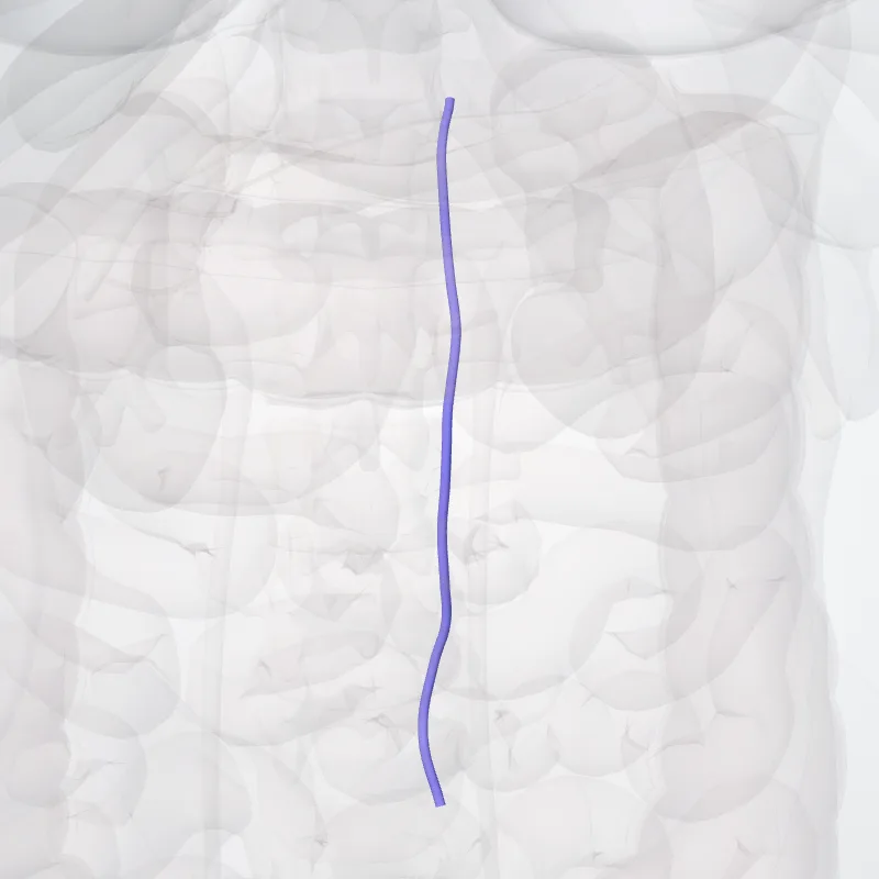 Left ascending lumbar vein (Vena lumbalis ascendens sinistra) highlighted in a 3D model of the human body