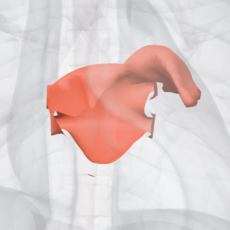 Left atrium (Atrium sinistrum) highlighted in a 3D model of the human body
