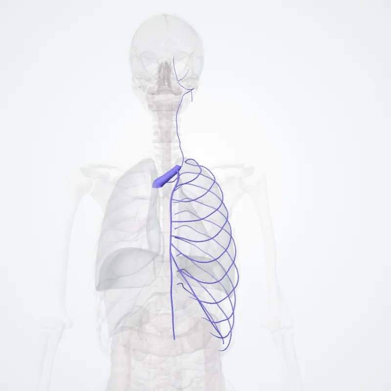 Vena brachiocephalica sinistra (Left brachiocephalic vein) hervorgehoben in einem 3D-Modell des menschlichen Körpers