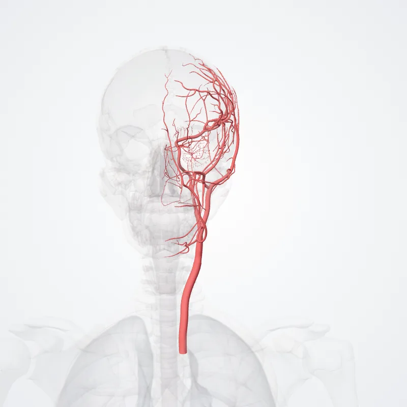 Carotis communis sinistra (Left common carotid artery) hervorgehoben in einem 3D-Modell des menschlichen Körpers