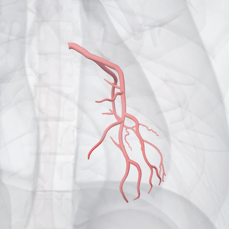 Arteria coronaria sinistra (Left coronary artery) hervorgehoben in einem 3D-Modell des menschlichen Körpers
