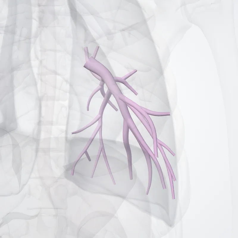 Left inferior lobar bronchus (Bronchus lobaris inferior sinister) highlighted in a 3D model of the human body
