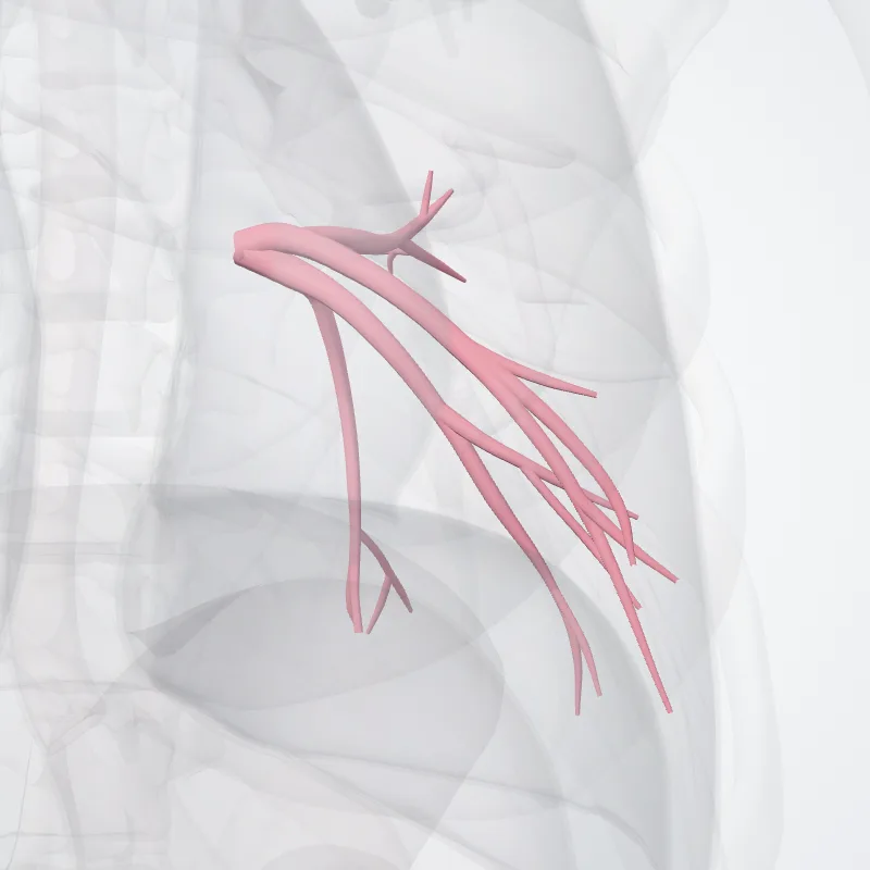 Vena pulmonalis sinistra inferior (Left inferior pulmonary vein) hervorgehoben in einem 3D-Modell des menschlichen Körpers