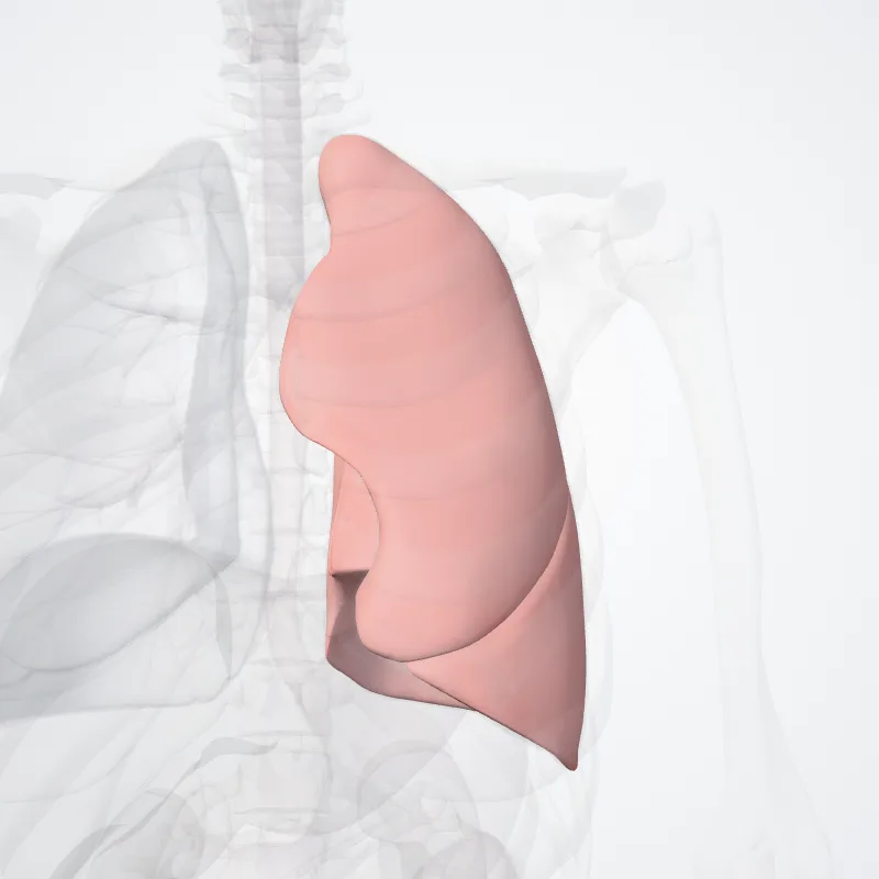 Pulmo sinister (Left lung) hervorgehoben in einem 3D-Modell des menschlichen Körpers