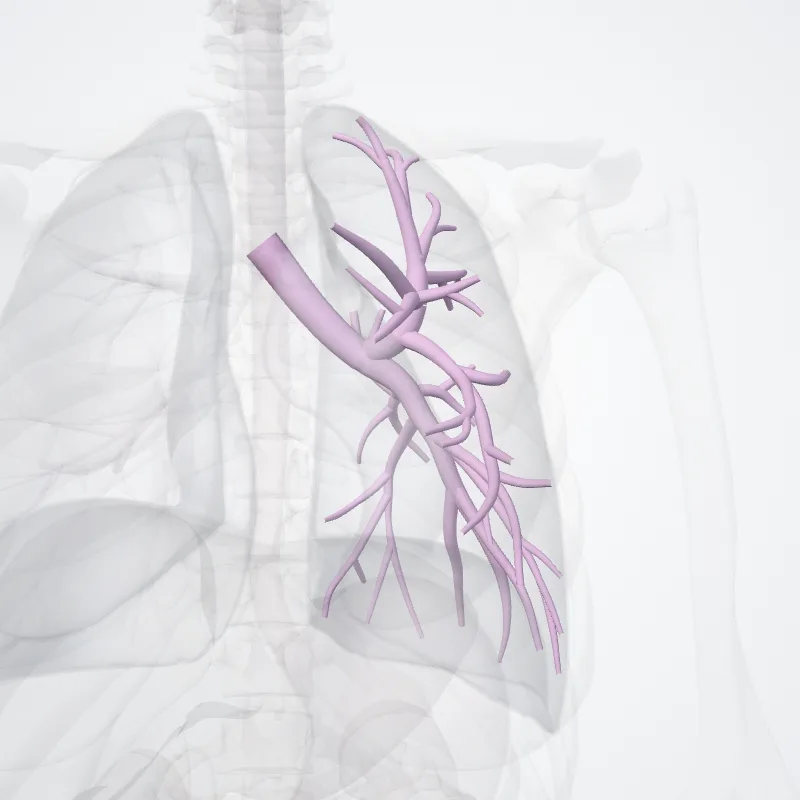 Left main bronchus (Bronchus principalis sinister) highlighted in a 3D model of the human body
