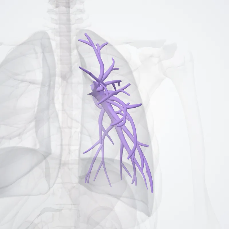 Arteria pulmonalis sinistra (Left pulmonary artery) hervorgehoben in einem 3D-Modell des menschlichen Körpers