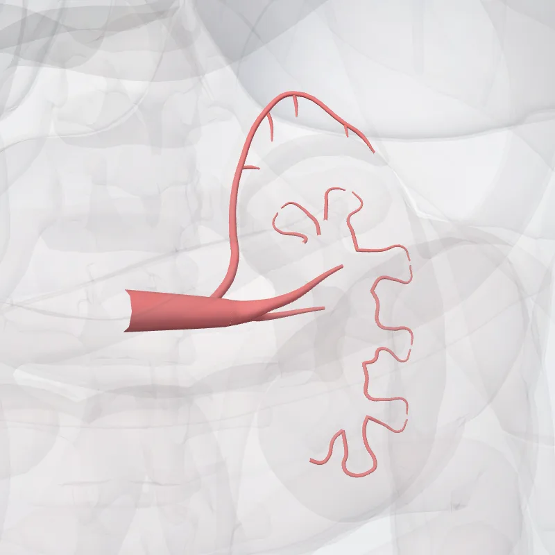 Arteria renum sinistra (Left renal artery) hervorgehoben in einem 3D-Modell des menschlichen Körpers