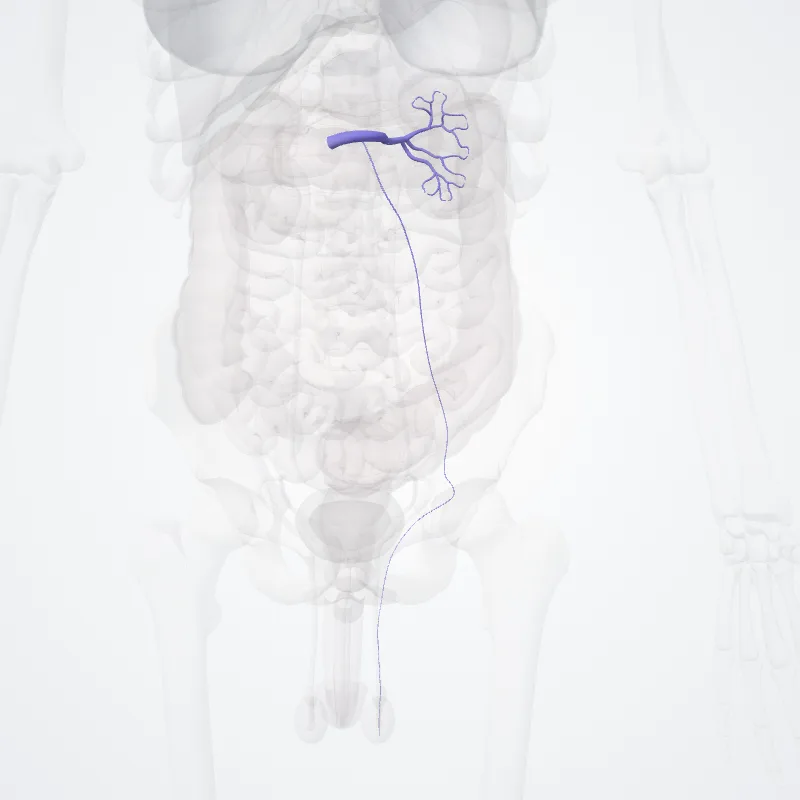 Vena renalis sinistra (Left renal vein) hervorgehoben in einem 3D-Modell des menschlichen Körpers