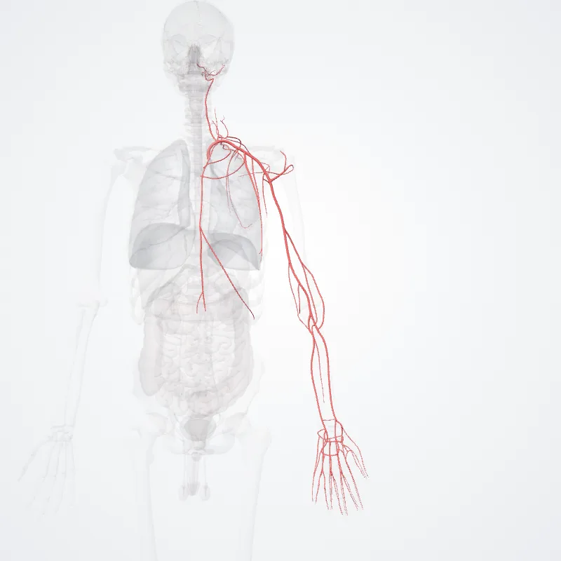 Arteria subclavia sinistra (Left subclavian artery) hervorgehoben in einem 3D-Modell des menschlichen Körpers