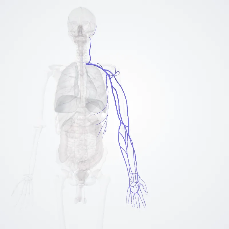 Vena subclavia sinistra (Left subclavian vein) hervorgehoben in einem 3D-Modell des menschlichen Körpers