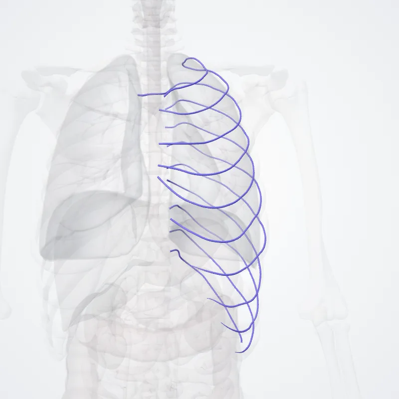 Vena intercostalis superior sinistra (Left superior intercostal vein) hervorgehoben in einem 3D-Modell des menschlichen Körpers