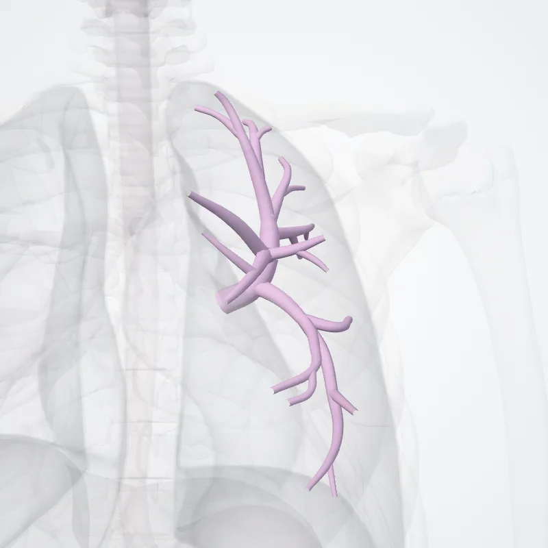 Bronchus lobaris superior sinister (Left superior lobar bronchus) hervorgehoben in einem 3D-Modell des menschlichen Körpers