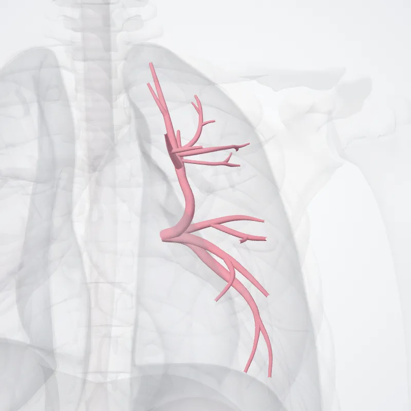 Left superior pulmonary vein (Vena pulmonalis sinistra superior) highlighted in a 3D model of the human body