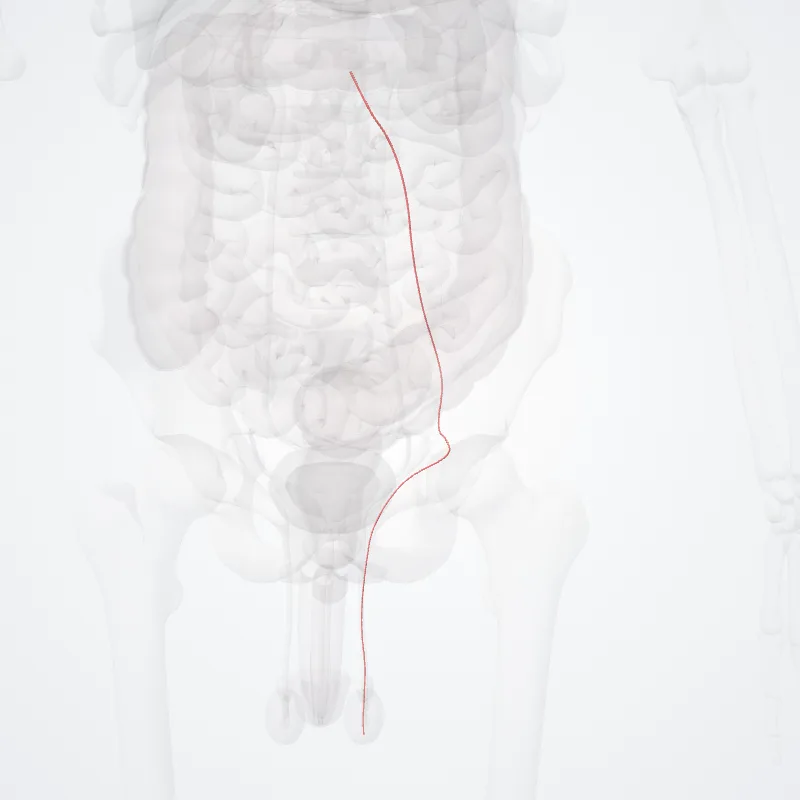 Left testicular artery (Arteria testicularis sinistra) highlighted in a 3D model of the human body
