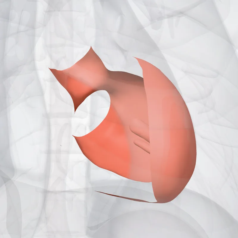 Ventriculus sinister (Left ventricle) hervorgehoben in einem 3D-Modell des menschlichen Körpers