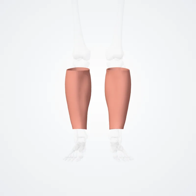 Leg region (Regio cruralis) highlighted in a 3D model of the human body