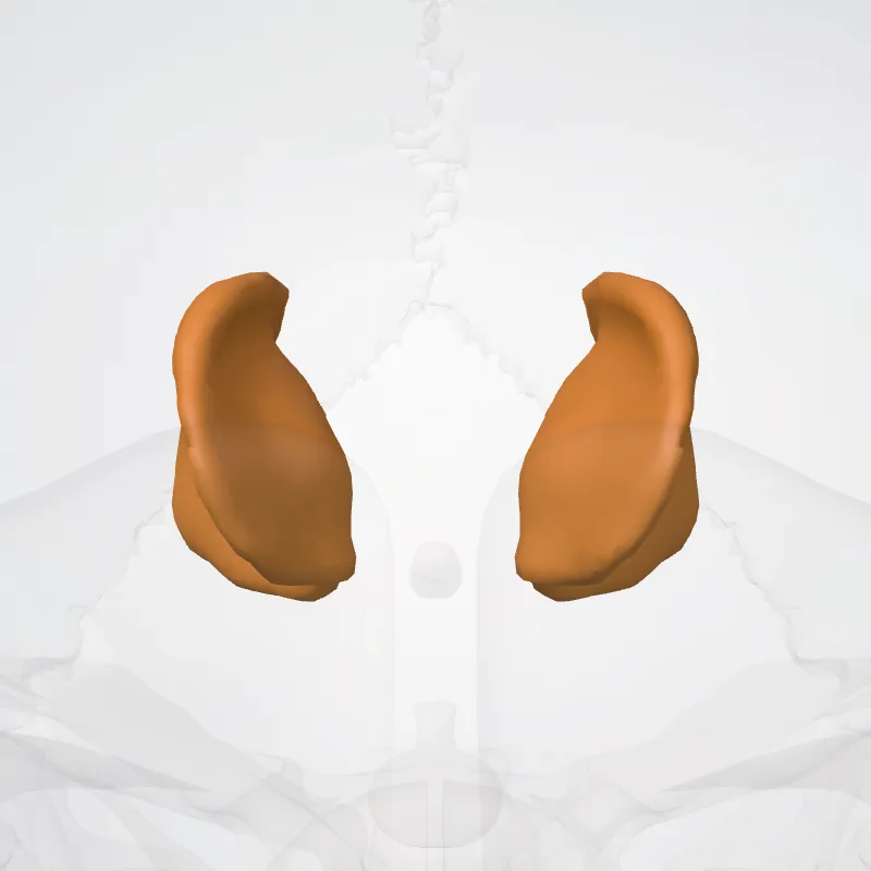 Nucleus lentiformis (Lentiform nucleus) hervorgehoben in einem 3D-Modell des menschlichen Körpers