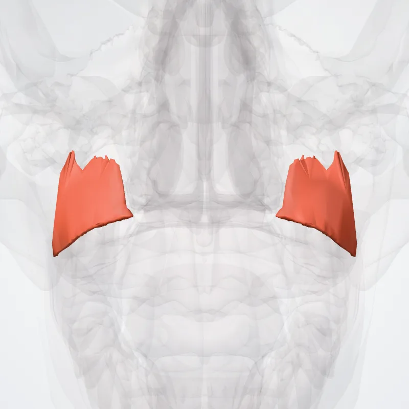 Levator anguli oris highlighted in a 3D model of the human body