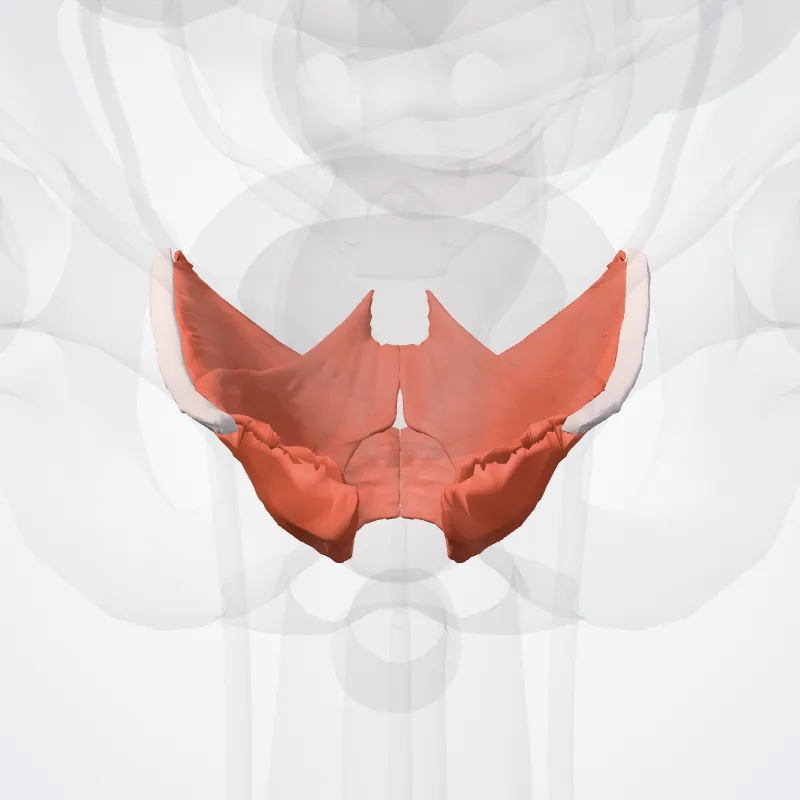 Levator ani (Musculus levator ani) highlighted in a 3D model of the human body