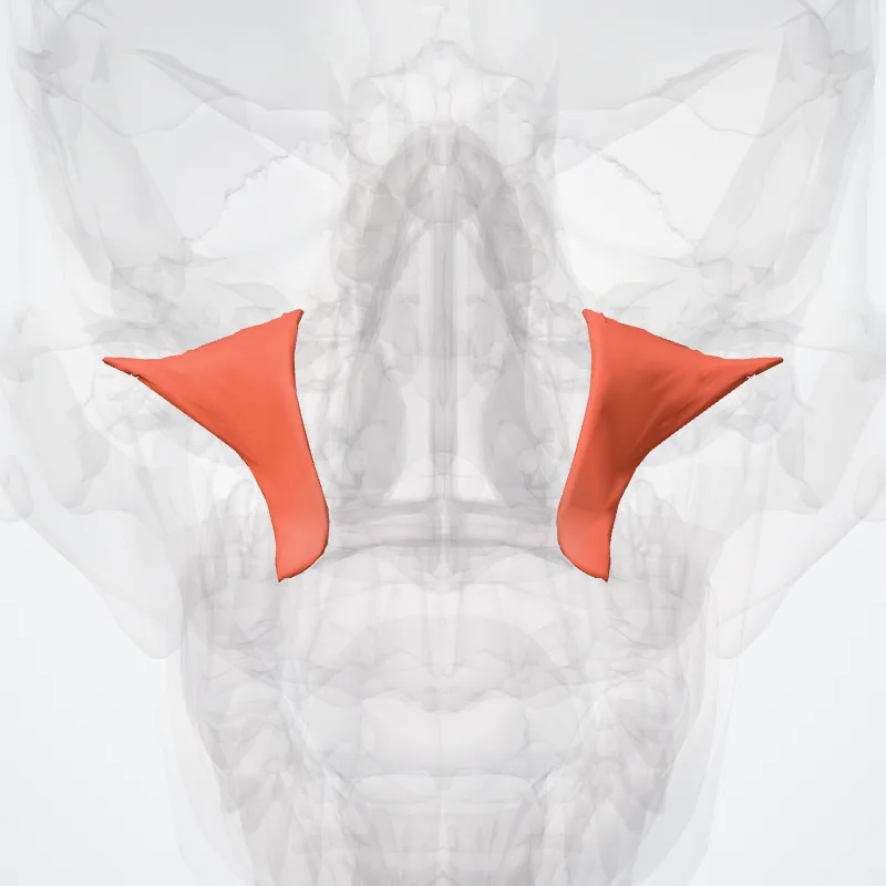Levator labii superioris highlighted in a 3D model of the human body