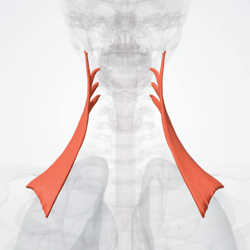 Levator scapulae hervorgehoben in einem 3D-Modell des menschlichen Körpers