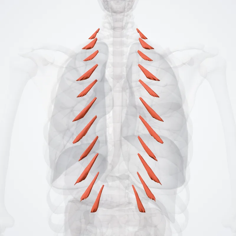 Levatores breves costarum highlighted in a 3D model of the human body