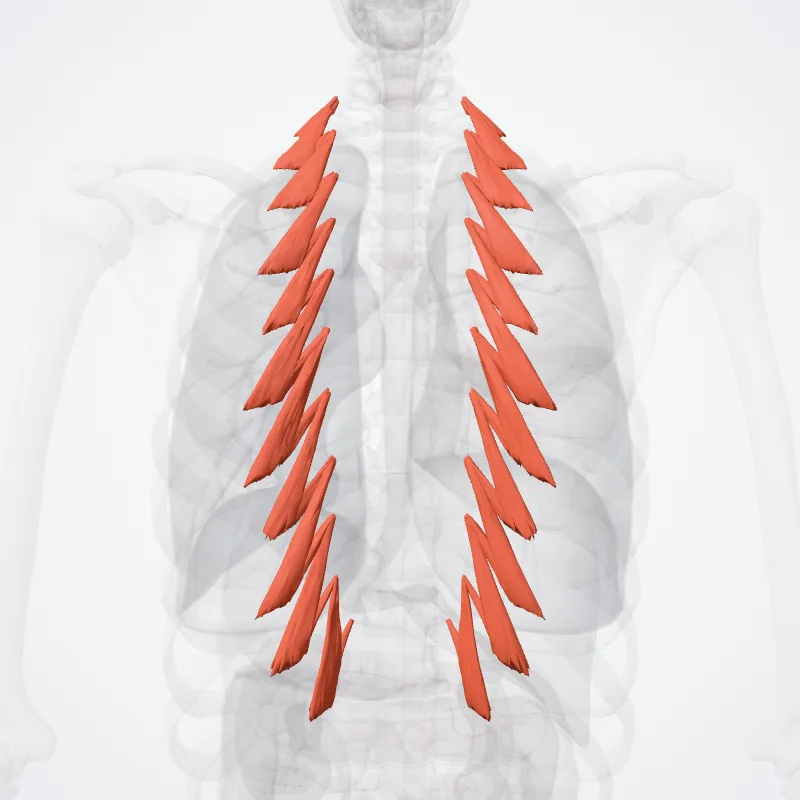 Levatores costarum highlighted in a 3D model of the human body