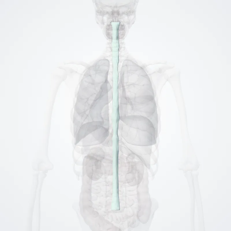 Ligamenta flava highlighted in a 3D model of the human body