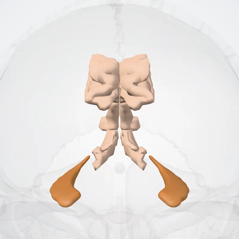 Lobus limbicus (Limbic lobe) hervorgehoben in einem 3D-Modell des menschlichen Körpers