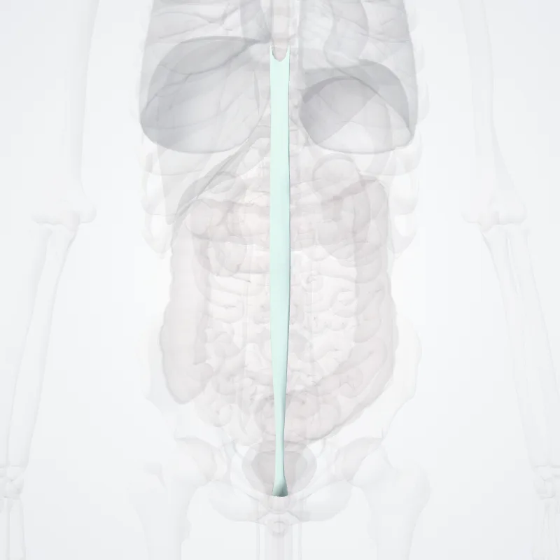 Linea alba highlighted in a 3D model of the human body