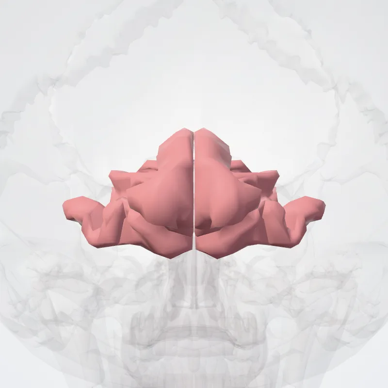 Gyrus lingualis (Lingual gyrus) hervorgehoben in einem 3D-Modell des menschlichen Körpers
