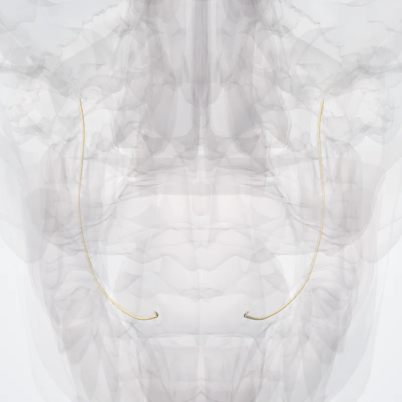 Nervus lingualis (Lingual nerve) hervorgehoben in einem 3D-Modell des menschlichen Körpers