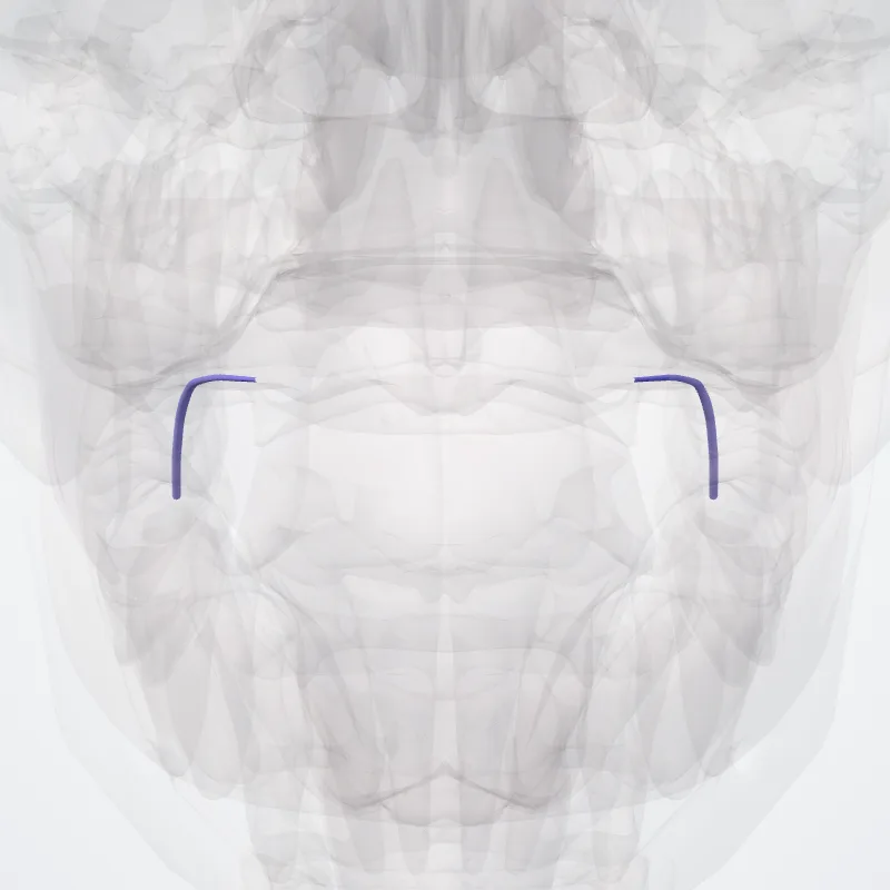 Vena lingualis (Lingual vein) hervorgehoben in einem 3D-Modell des menschlichen Körpers