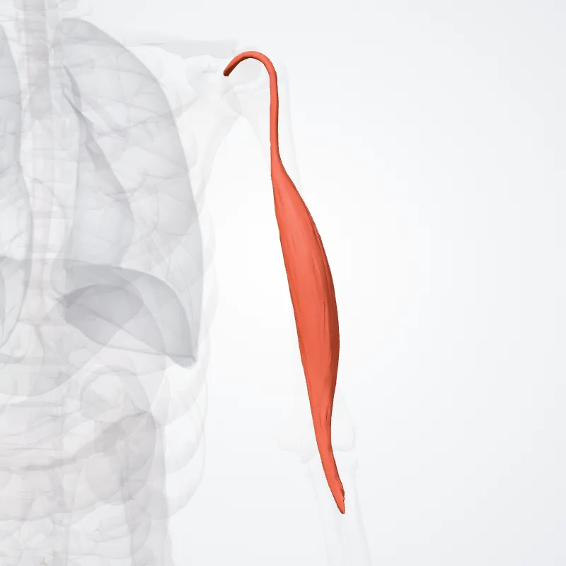 Long head of biceps brachii (Caput longum musculi bicipitis brachii) highlighted in a 3D model of the human body