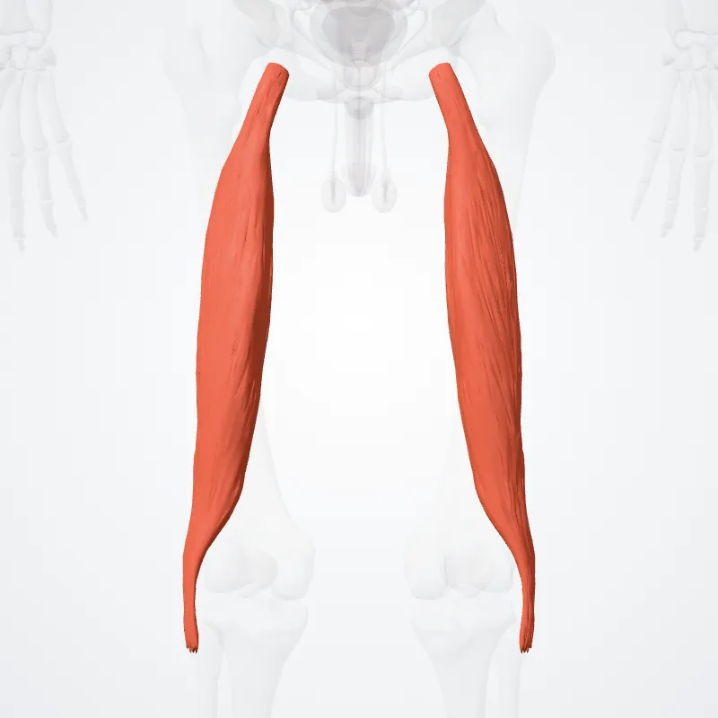 Caput longum musculi bicipitis femoris (Long head of biceps femoris) hervorgehoben in einem 3D-Modell des menschlichen Körpers