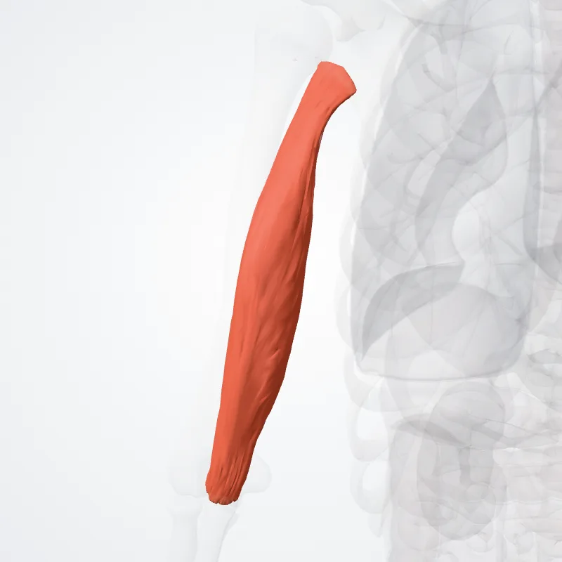 Caput longum musculi tricipitis brachii (Long head of triceps brachii) hervorgehoben in einem 3D-Modell des menschlichen Körpers