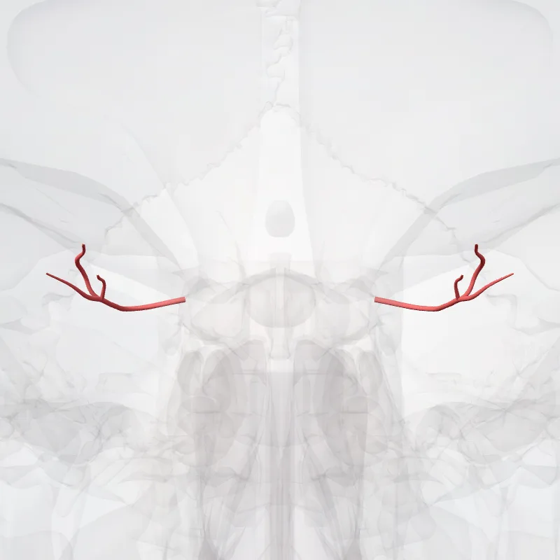 Long posterior ciliary arteries (Arteriae ciliares posteriores longae) highlighted in a 3D model of the human body