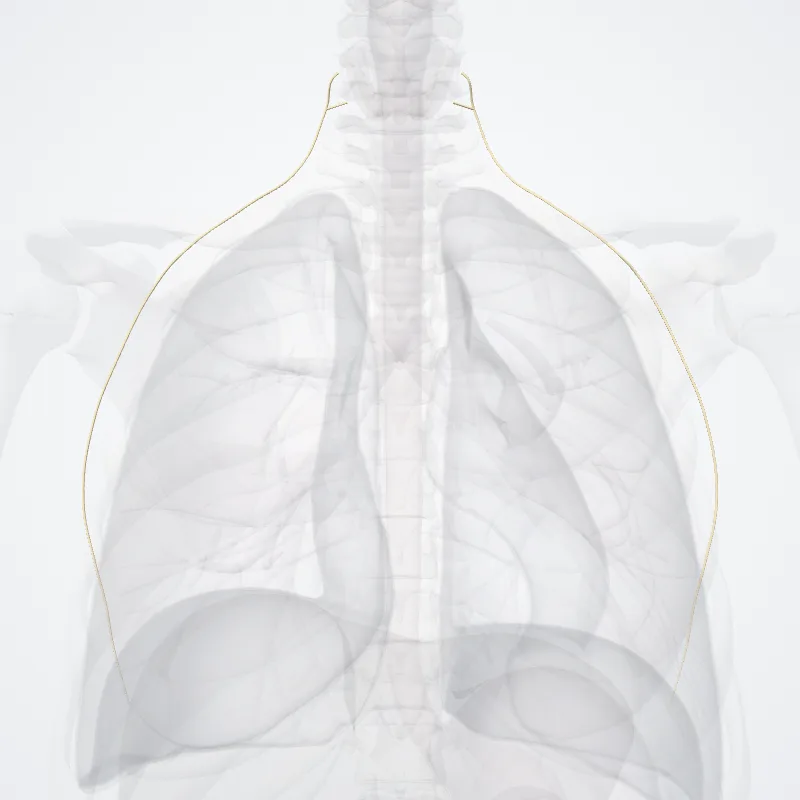Nervus thoracicus longus (Long thoracic nerve) hervorgehoben in einem 3D-Modell des menschlichen Körpers