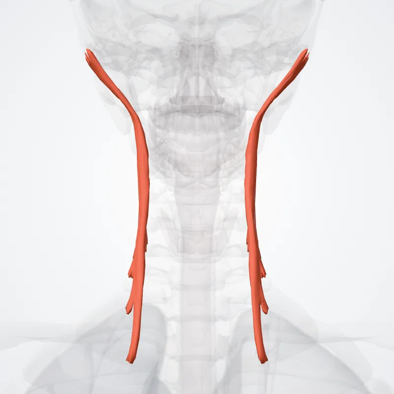 Musculus longissimus capitis (Longissimus capitis muscle) hervorgehoben in einem 3D-Modell des menschlichen Körpers