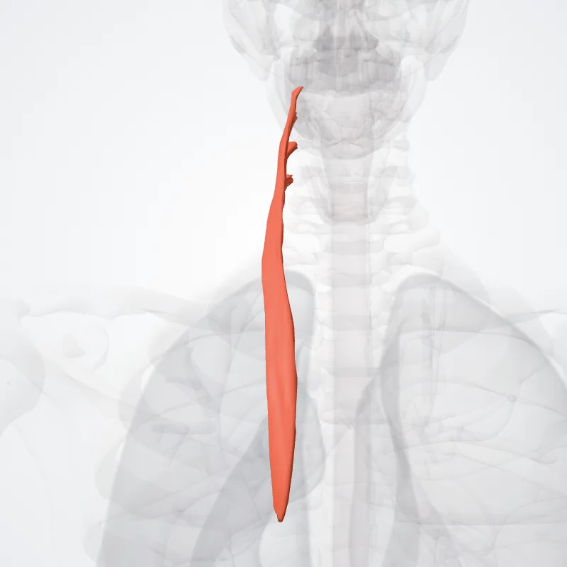 Longissimus colli muscle (Musculus longissimus colli) highlighted in a 3D model of the human body