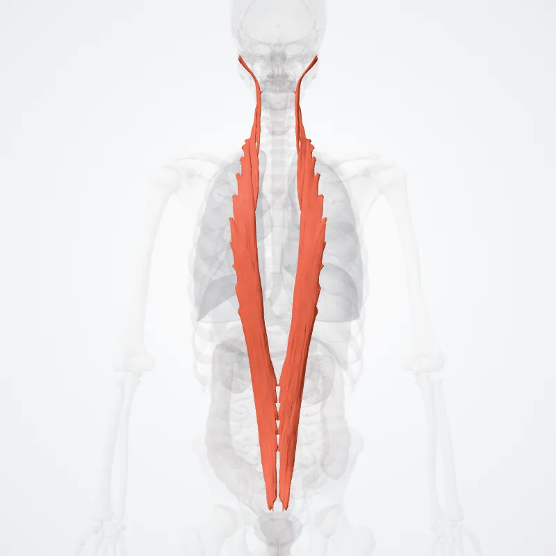 Longissimus muscles (Musculi longissimi) highlighted in a 3D model of the human body