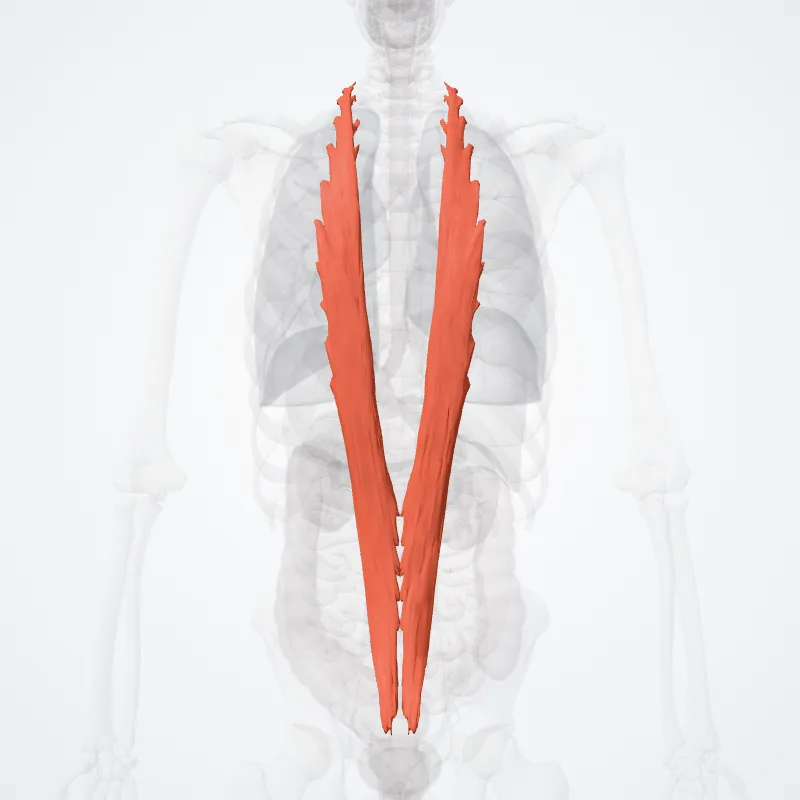Longissimus thoracis muscle (Musculus longissimus thoracis) highlighted in a 3D model of the human body