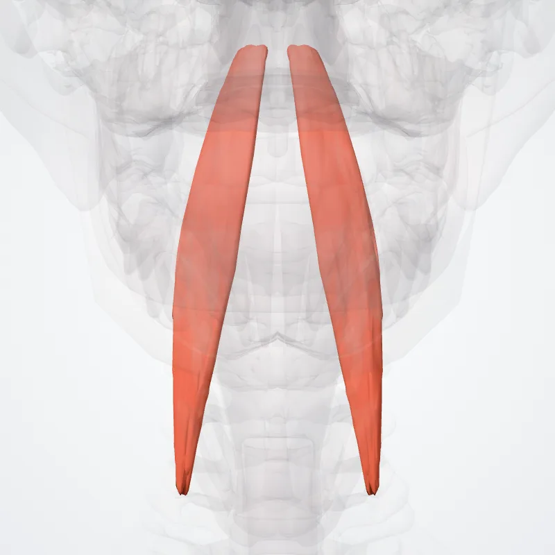 Musculus longus capitis (Longus capitis muscle) hervorgehoben in einem 3D-Modell des menschlichen Körpers