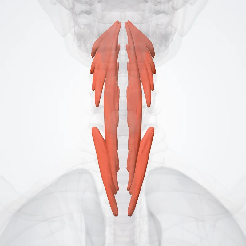 Longus colli muscle (Musculus longus colli) highlighted in a 3D model of the human body