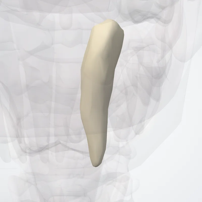 Lower canine (Dens caninus inferioris) highlighted in a 3D model of the human body