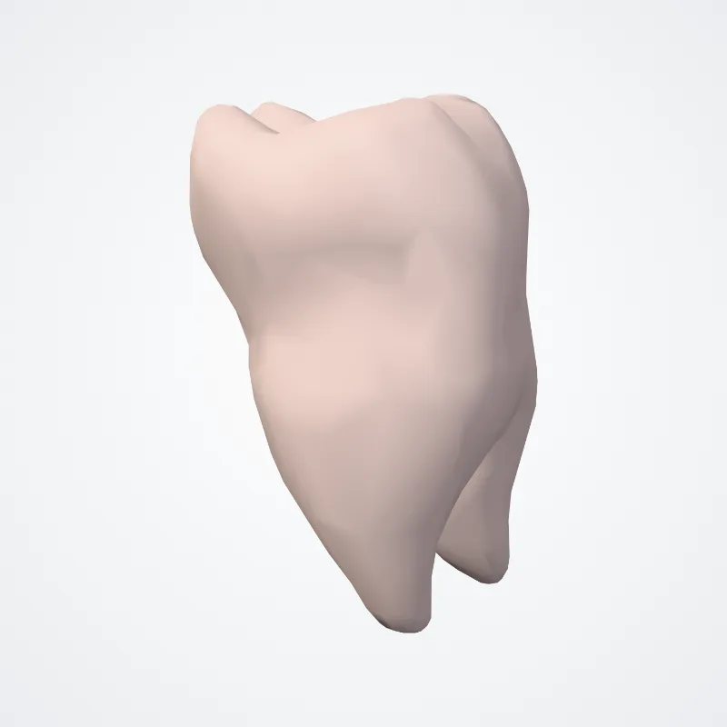 Lower first molar tooth, the structure this landmark is on