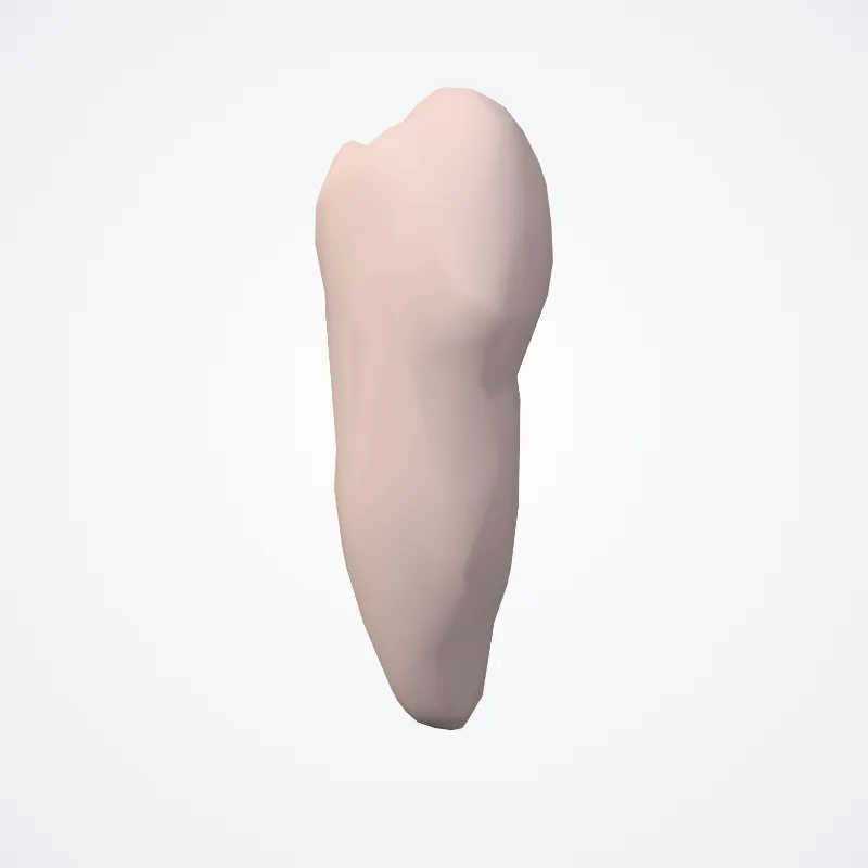 Dens premolaris primus inferioris (Lower first premolar) hervorgehoben in einem 3D-Modell des menschlichen Körpers