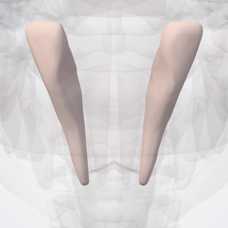 Lower lateral incisor (Dens incisivus lateralis inferioris) highlighted in a 3D model of the human body