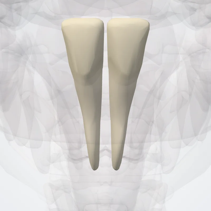 Dens incisivus medialis inferioris (Lower medial incisor) hervorgehoben in einem 3D-Modell des menschlichen Körpers